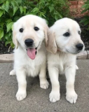 Golden Retriever Puppies for Sale in TN – Healthy Companions Nashville