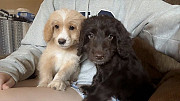 Cockapoo / Aussie doodle puppies Toronto