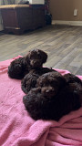 Cockapoo / Aussie doodle puppies Toronto