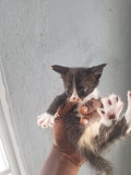 0-3 Months Turkish Angora from Warri