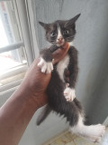 0-3 Months Turkish Angora from Warri