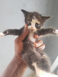 0-3 Months Turkish Angora from Warri