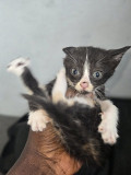 0-3 Months Turkish Angora from Warri