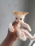 0-3 Months Turkish Angora from Warri