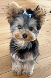 Yorkie Adoption Port Arthur