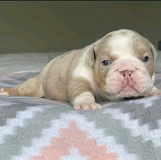 English bulldogs puppies from Indianapolis