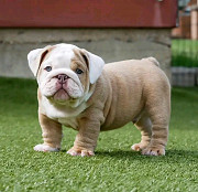English bulldogs puppies from Indianapolis
