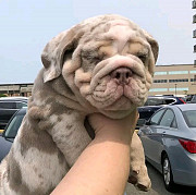 English bulldogs puppies from Indianapolis