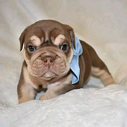 English bulldogs puppies from Indianapolis