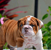 English bulldogs puppies from Indianapolis