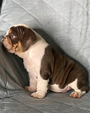 English bulldogs puppies from Indianapolis