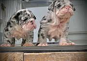 English bulldogs puppies pairs from Indianapolis