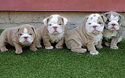 English bulldogs puppies pairs from Indianapolis