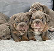 English bulldogs puppies pairs from Indianapolis
