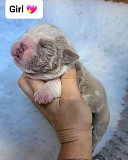 English bulldogs puppies Indianapolis
