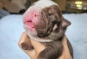 English bulldogs puppies Indianapolis