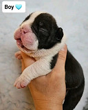 English bulldogs puppies Indianapolis