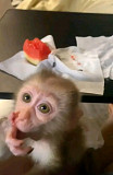Macaque monkey baby for adoption from Indianapolis