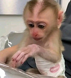 Macaque monkey baby for adoption from Indianapolis