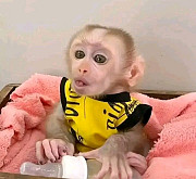 Macaque monkey baby for adoption from Indianapolis
