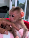 Macaque monkey baby for adoption from Indianapolis