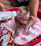 Macaque monkey baby for adoption from Indianapolis