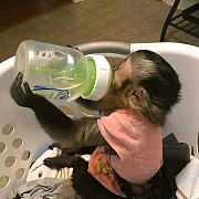 Capuchin monkey Babies from Indianapolis