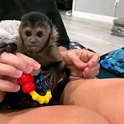 Capuchin monkey Babies from Indianapolis