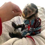 Capuchin monkey Babies from Indianapolis