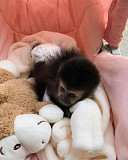 Capuchin monkey Babies from Indianapolis