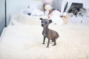 Italian Greyhound puppy from Columbus