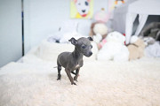 Italian Greyhound puppy from Columbus
