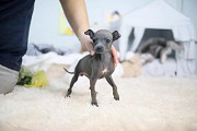 Italian Greyhound puppy from Columbus