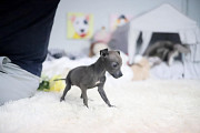 Italian Greyhound puppy from Columbus