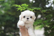 white puppy Maltese from Texas City