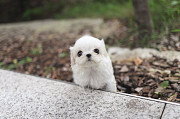 white puppy Maltese from Texas City