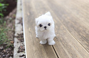 white puppy Maltese from Texas City