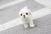 white puppy Maltese from Texas City