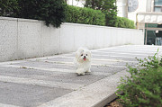 white Shih Tzu puppy from Boston