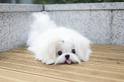 white Shih Tzu puppy from Boston
