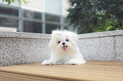 white Shih Tzu puppy from Boston