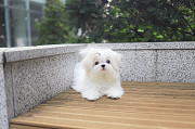 white Shih Tzu puppy from Boston
