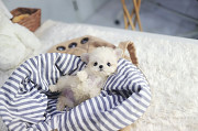 White toy poodle from Oklahoma City