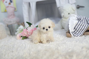 White toy poodle from Oklahoma City