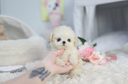 White toy poodle from Oklahoma City