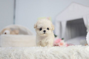 White toy poodle from Oklahoma City