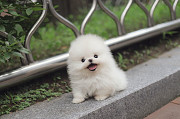 Lovely pomeranian puppy from Phoenix