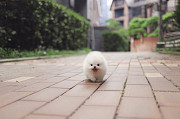 Lovely pomeranian puppy from Phoenix