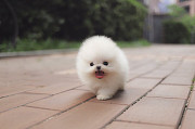 Lovely pomeranian puppy from Phoenix