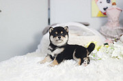 Shiba Inu puppy from Las Vegas